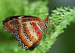 Butterflies - God Has Created This
