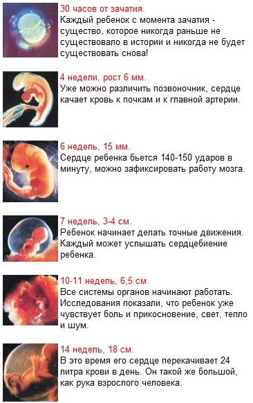 Оборот до скольки недель