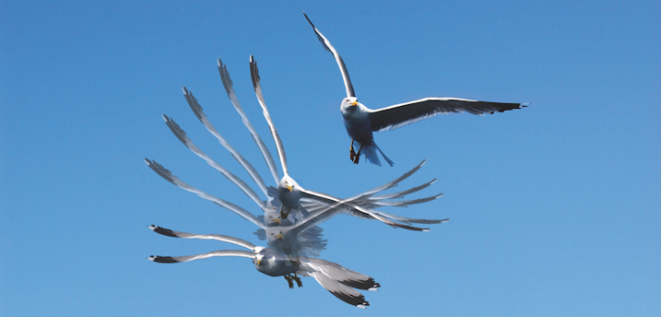 “Look at the birds of the air” (Matt 6:26)