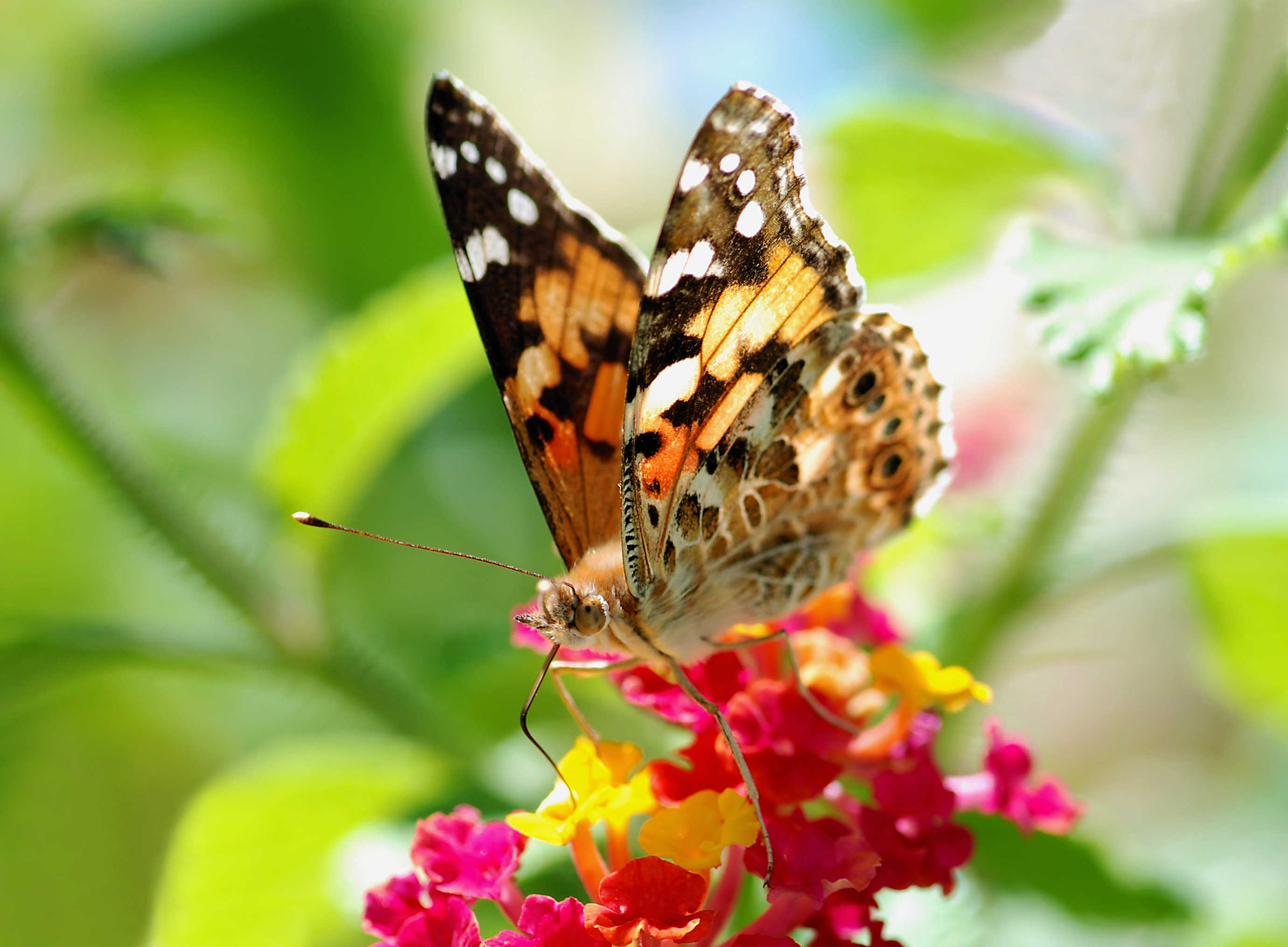 Три пестрой. Яркие бабочки. Красивые бабочки. Пестрая бабочка. Много бабочек.