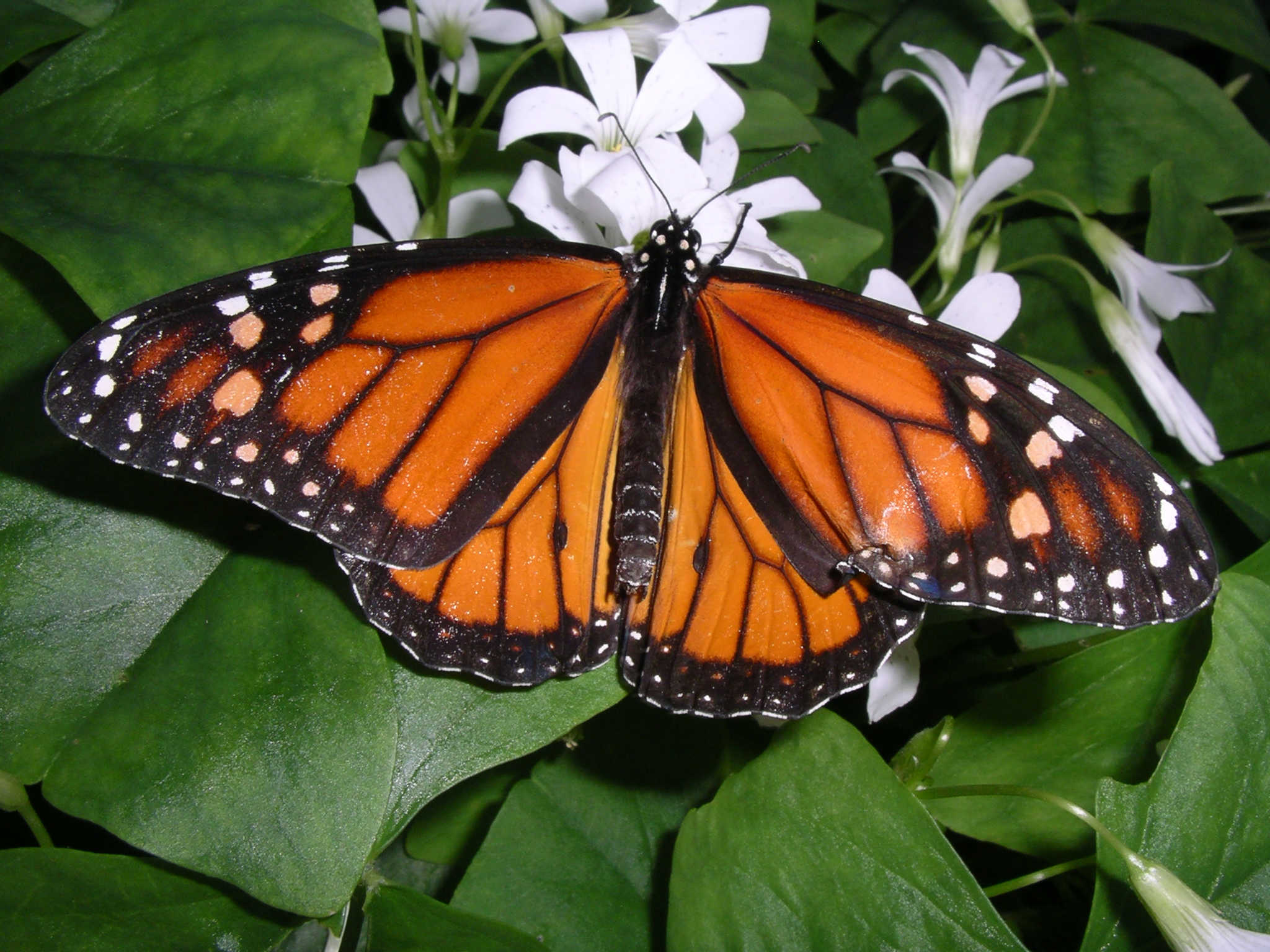 Цветок похож на крылья бабочки. Бабочка Данаида Монарх (Danaus plexippus). Danaus plexippus куколка. Phyllodes Imperialis бабочка. Phyllodes Imperialis гусеница.