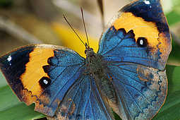 Butterflies - God Has Created This