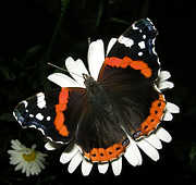 Butterflies - God Has Created This