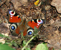 Butterflies - God Has Created This