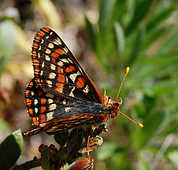 Butterflies - God Has Created This