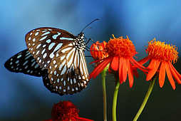 Butterflies - God Has Created This