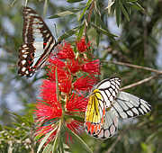 Butterflies - God Has Created This