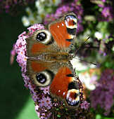 Butterflies - God Has Created This