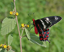 Butterflies - God Has Created This