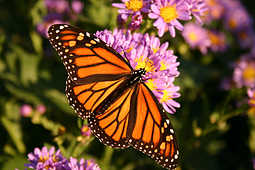 Butterflies - God Has Created This