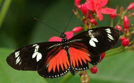 Butterflies - God Has Created This