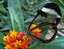 Butterflies - God Has Created This