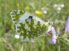 Butterflies - God Has Created This