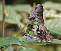 Butterflies - God Has Created This