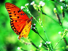 Butterflies - God Has Created This