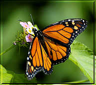 Butterflies - God Has Created This