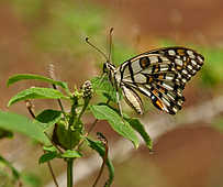 Butterflies - God Has Created This