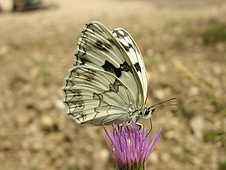 Butterflies - God Has Created This