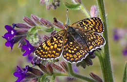 Butterflies - God Has Created This