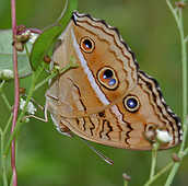 Butterflies - God Has Created This