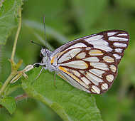 Butterflies - God Has Created This