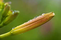 Flowers - God Has Created This