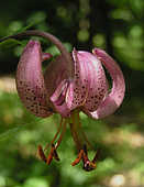 Flowers - God Has Created This